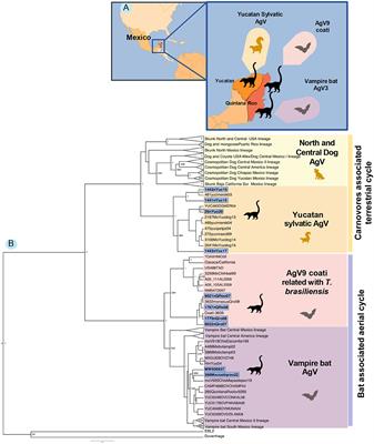 Rabies virus in white-nosed coatis (Nasua narica) in Mexico: what do we know so far?